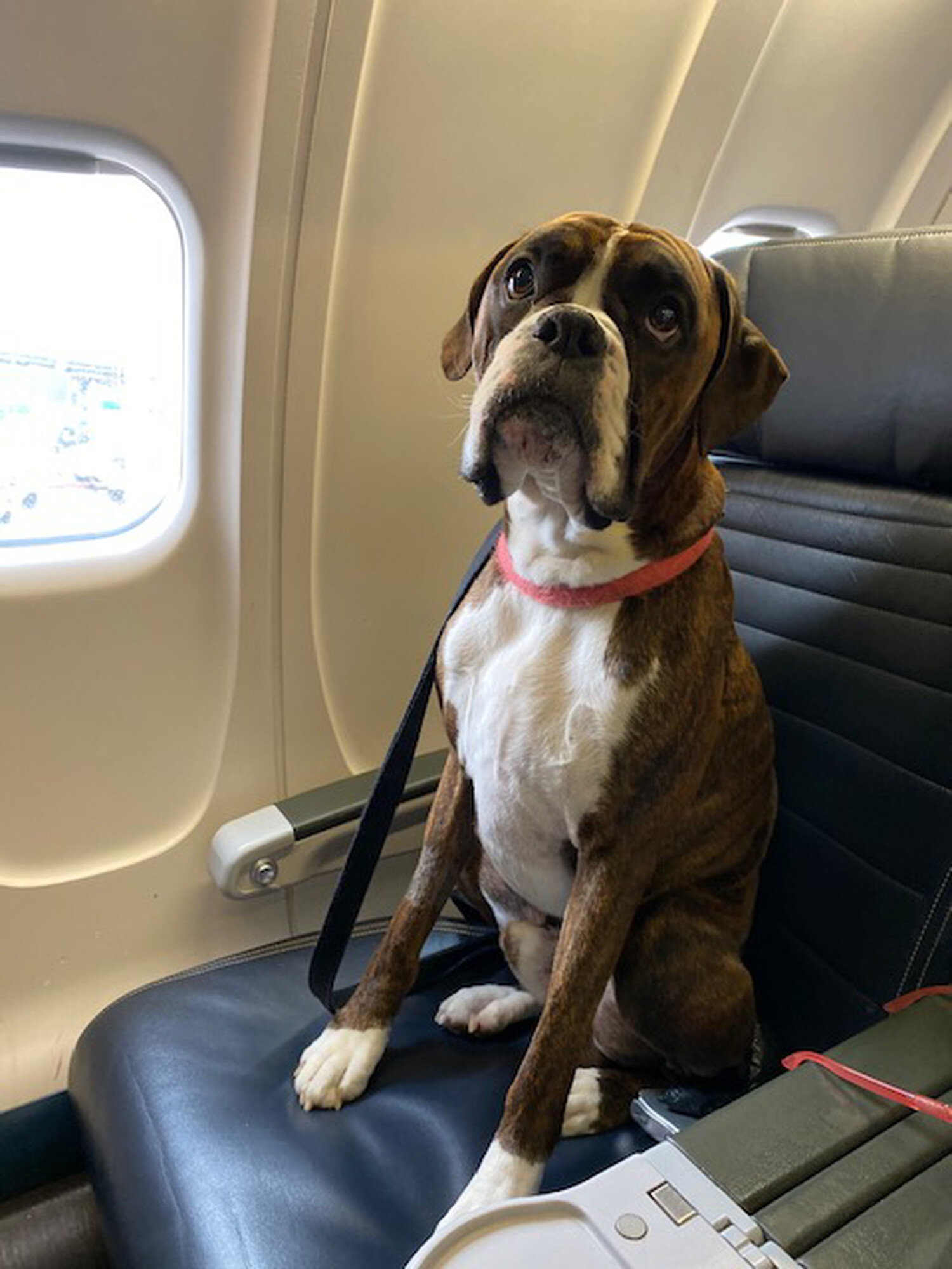 Huck Porter, a two-year-old dog, sits in a seat of an airplane