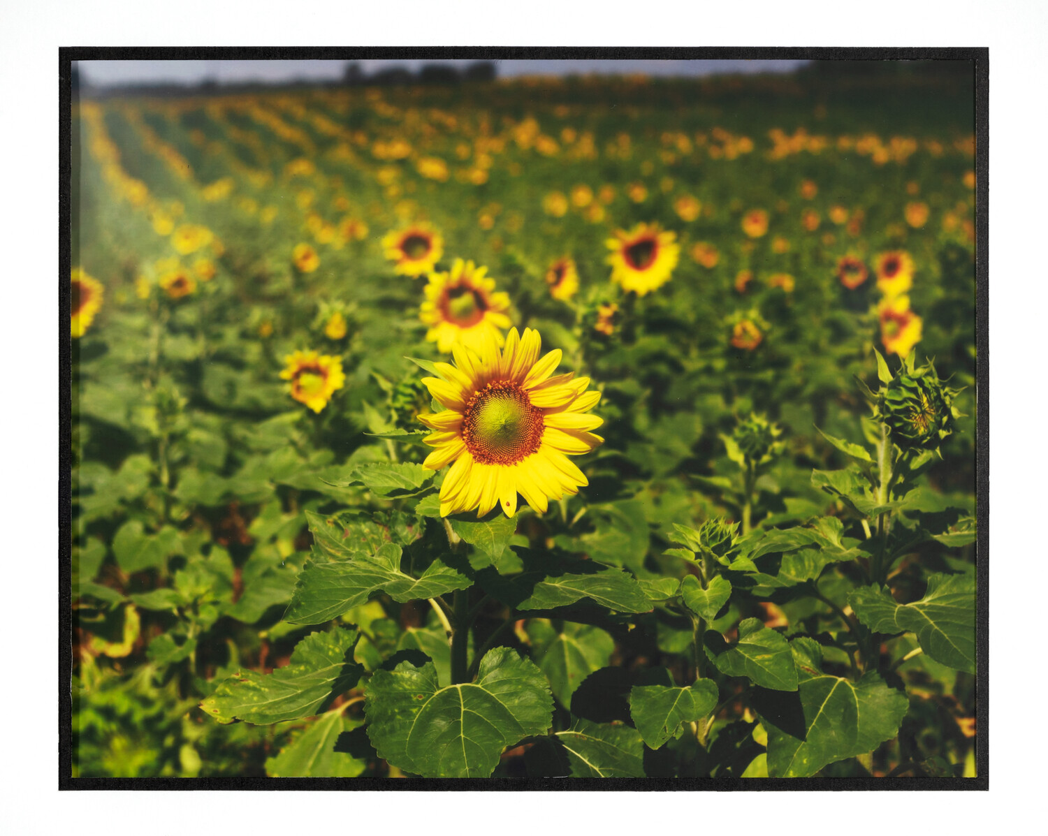 photo of By the Road, a photograph focused on one sunflower in a field of sunflowers